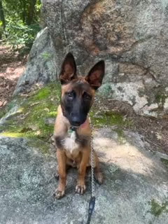 K-9 Supplies